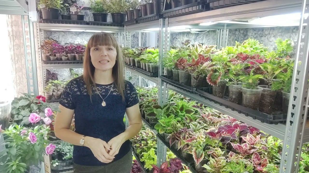 Колеусы для продажи. Открыт прием заказов на весну 2024 г. Условия заказа. Каталог для заказа. смотреть онлайн