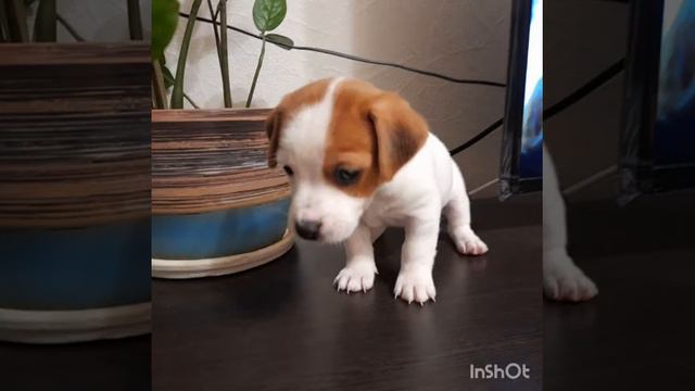 jack russell 1 month смотреть онлайн