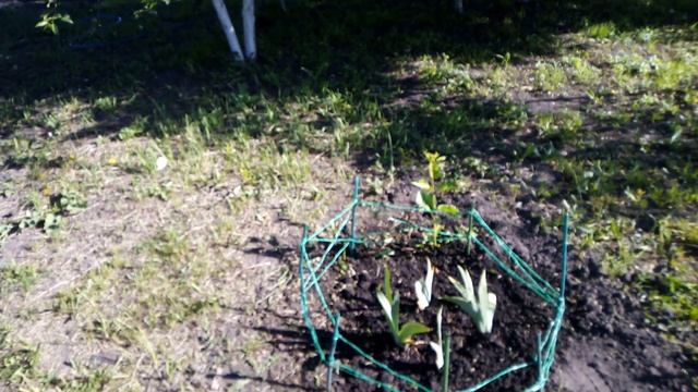 Как Выглядят Мои ИРИСЫ СИНИЕ купленные на РЫНКЕ.. 07.06.2019г. смотреть онлайн