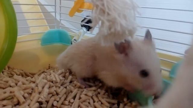 Хорошо живёт на свете ХОМЯЧЕК...))) смотреть онлайн