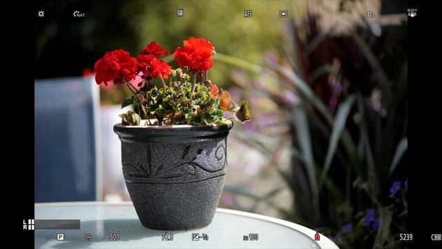 Panasonic S1 with the Sigma MC-21 - autofocus test with 12 of my EF lenses смотреть онлайн