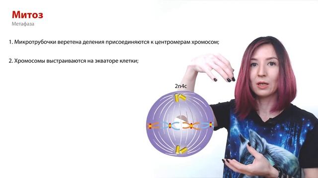 Задания №5 и 6 | Рисунки из сборника Рохлова | ЕГЭ-2024 по биологии смотреть онлайн