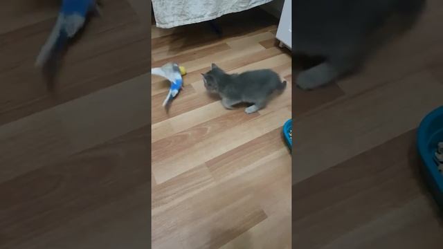 Знакомство котенка с попугаем смотреть онлайн