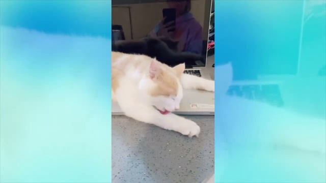 Laptop Cat Mirror Human Work Tiktok Compilation #1 смотреть онлайн