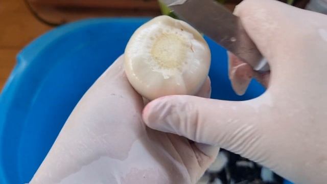 безымянный гиппеаструм - сильное поражение донца клещами и стагоноспорозом смотреть онлайн