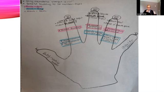 Tanner Stages