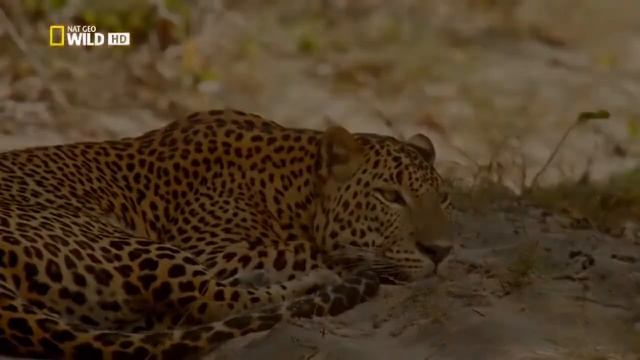 Шри Ланка Таинственный остров National Geographic смотреть онлайн