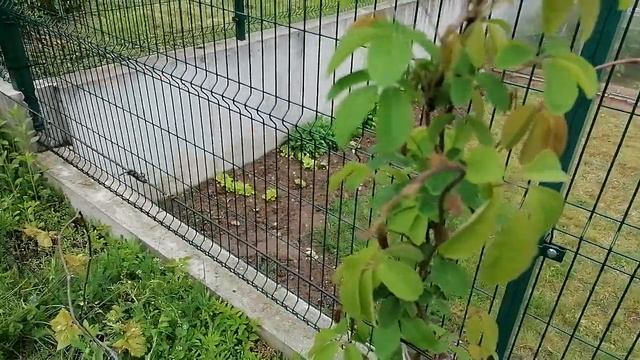 Акебия (шоколадная лиана) Akebia quinata смотреть онлайн