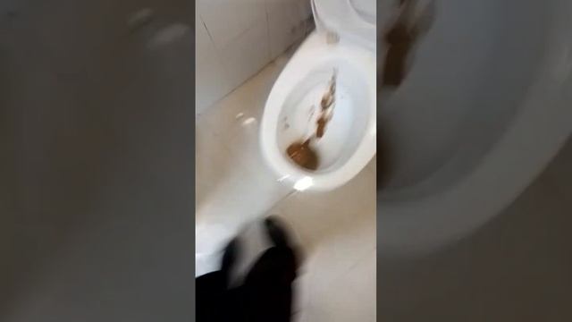 обед #мем #рекомендации #shorts #унитаз #какашки смотреть онлайн