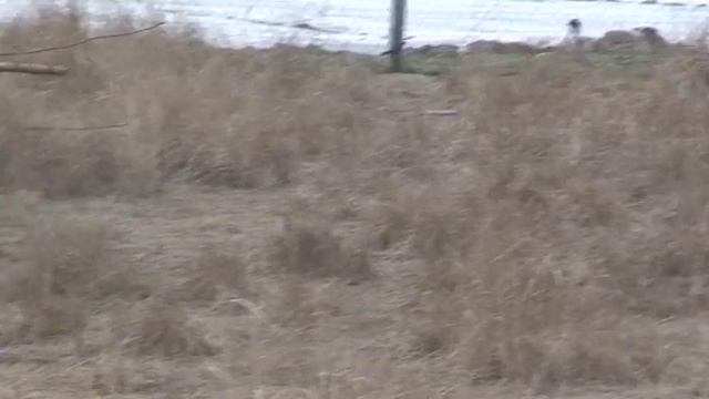 Фазенда Кролики смотреть онлайн