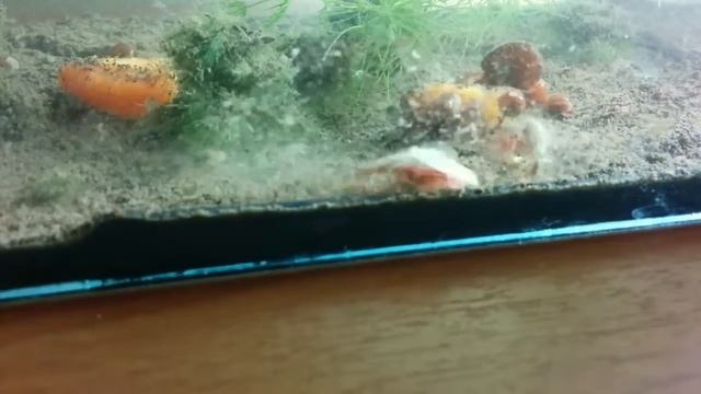 Triops longicaudatus в аквариуме смотреть онлайн