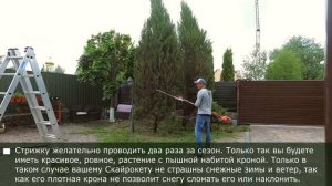 Можжевельник Скайрокет. Наклонился? Розвалилась крона? Что делать?