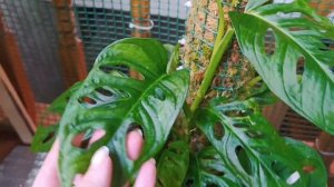 Тотем для растений (часть 1)