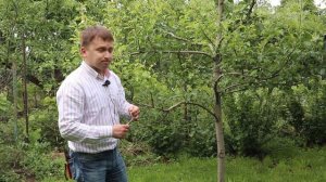 Как заставить грушу и яблоню плодоносить. Разбираем несколько методов.