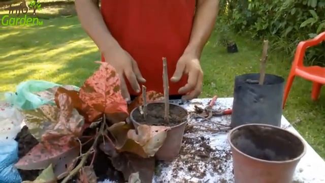 COMO REPRODUCIR LA PLANTA PARA DECORAR ACALYPHA ?? Acalypha wilkesiana смотреть онлайн