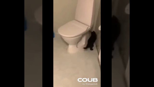 AnimalCoub/Кубы с животными/Смешные животные №1 смотреть онлайн