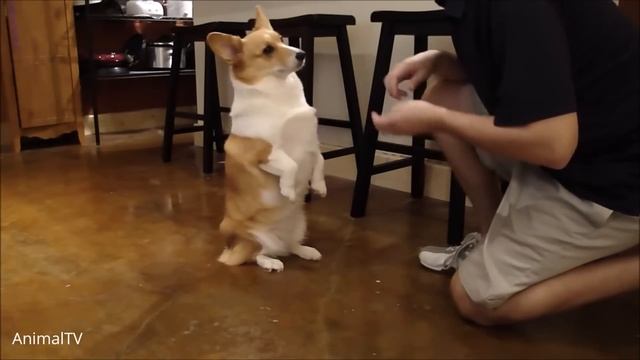 Corgi Are The Best - CUTEST Compilation