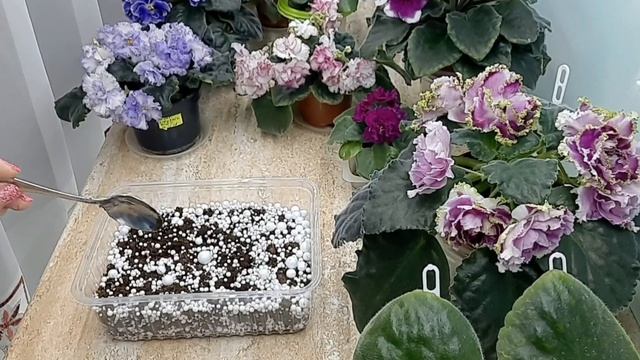 Фиалки! Перлит или пенопластовые шарики? смотреть онлайн