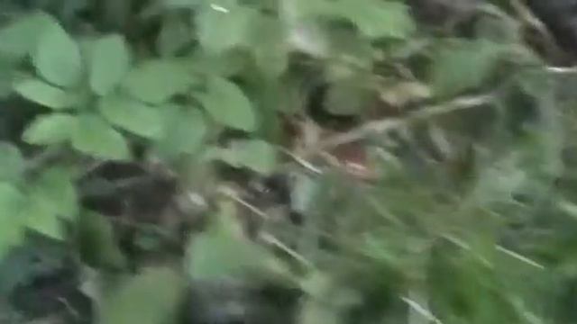 Добрые соседи.