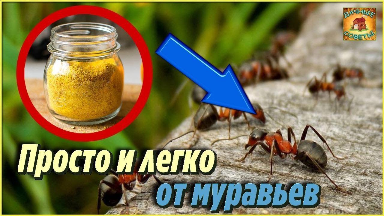 Теперь муравьи забыли дорогу ко мне на дачу Простой способ избавиться от муравьев в саду и огороде смотреть онлайн