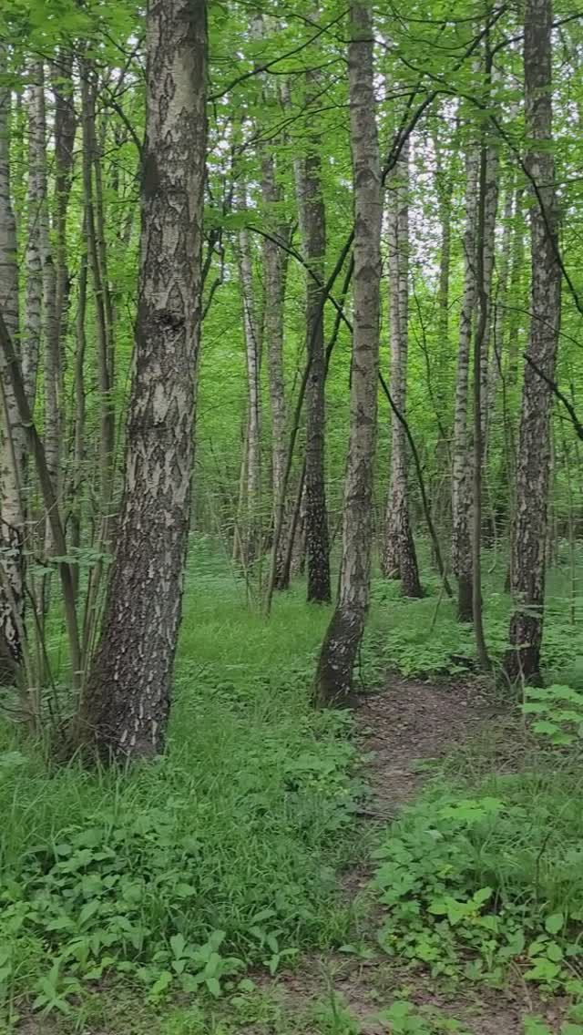 Битцевский парк. Пение птиц. Июнь 2024г смотреть онлайн