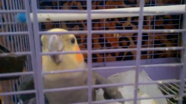 Попугай и ритуальные танцы смотреть онлайн