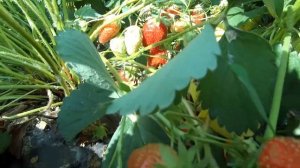 Земляника обзор сортов