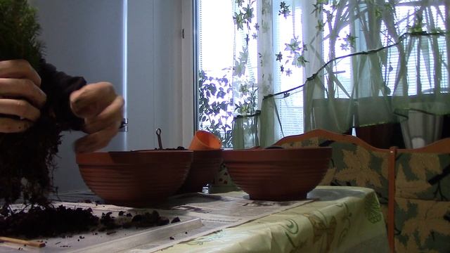 Ель Коника из Пятёрочки. Пересадка в новый горшок. Хвойные в квартире. смотреть онлайн