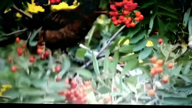 Осенние зарисовкиl Невероятно красивая осенняя мелодия окружающего мираl Очень красивые виды природ смотреть онлайн