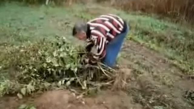 Топинамбур выращивание смотреть онлайн