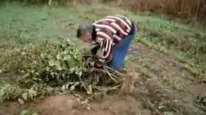 Топинамбур выращивание