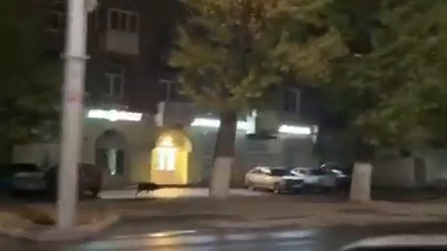 Кабаны в саратове гуляют по улицам смотреть онлайн