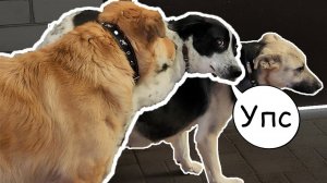 Вилли опылил Айзу. Перс не успел. Потеряли кота при фотосессии. Чак стал плохо сцеживаться.