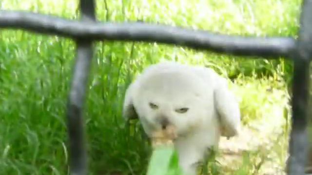 Sowa śnieżna (Nyctea Scandiaca) W Chorzowskim ZOO