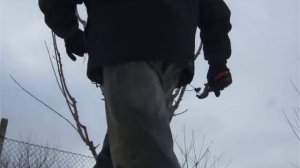 обрезка черешни 6 лет.