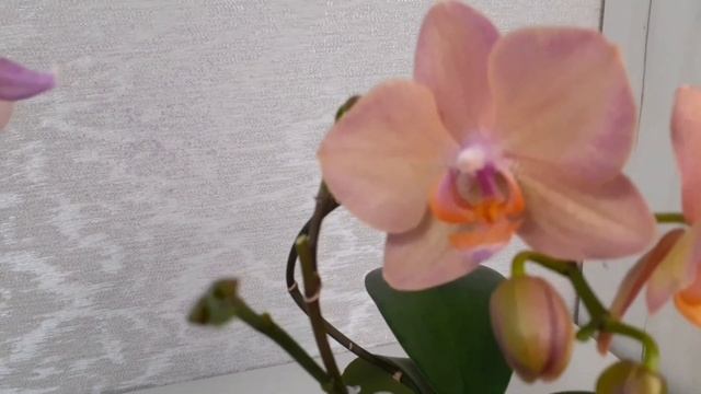 Сравним фаленопсисы Сапорита и Легато, Сезам и Красный Сезам! смотреть онлайн