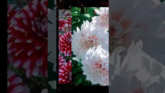 "Именниница", Лена Василек & группа " Белый день" смотреть онлайн