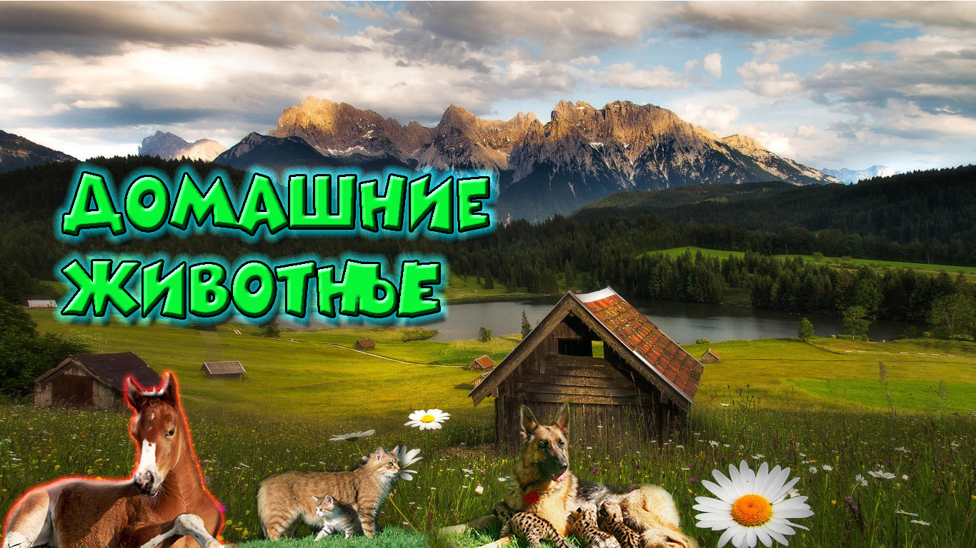 Домашние животные - какие они / Pets - what are they like смотреть онлайн