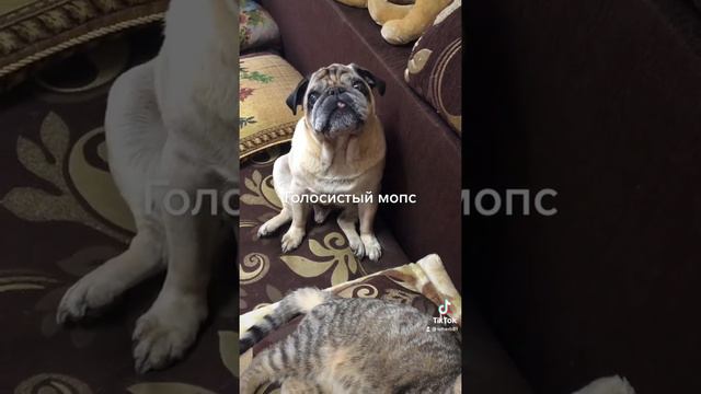 Лай мопса смотреть онлайн