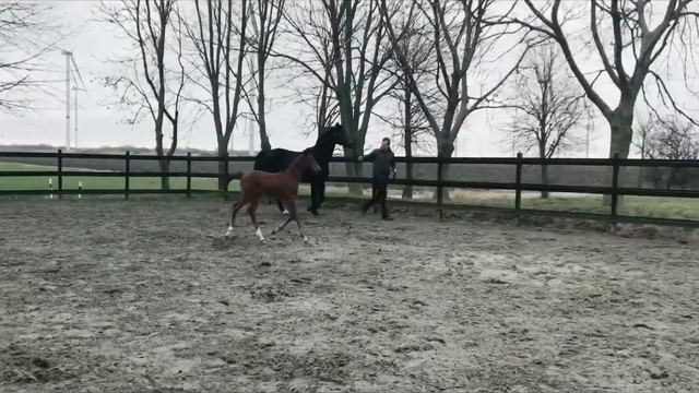 Clean Bandit *2018 Holsteiner colt by Casall - Crunch - Ramiro‘s Son II смотреть онлайн