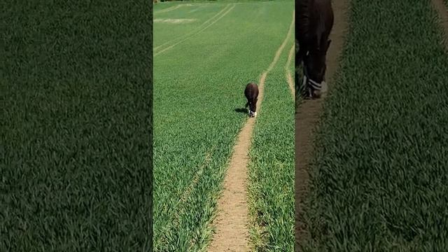 Escapee mule returns! смотреть онлайн