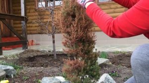 Пожелтели хвойные. Что делать? Спасаем конику и тую после зимы Как и чем лечить?