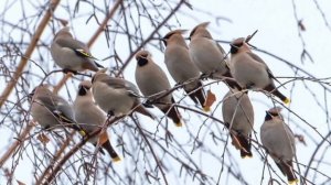 «Свиристель»  - описание и особенности в природе.