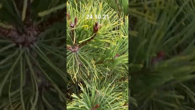 Сосна горная «Pumilio» осенью смотреть онлайн