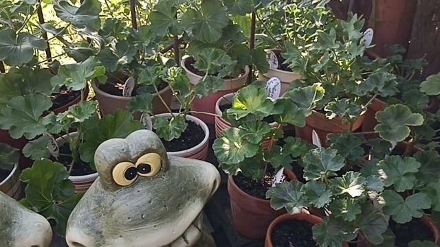 НАШИ ПЕЛАРГОНИИ РЕДКИЕ И НЕ ОЧЕНЬ)) ГОРТЕНЗИЯ ИЮЛЬ 2023 Г смотреть онлайн