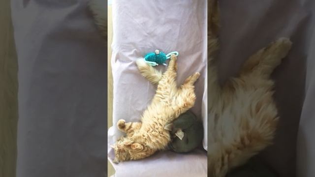 Лиловый диван не спит смотреть онлайн