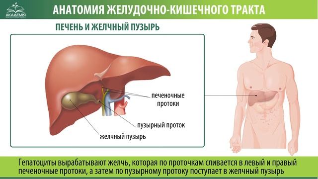 Печень и желчный пузырь смотреть онлайн