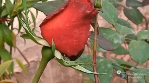 Online rose plant... rose  bloom...not according to ID...🌹😔