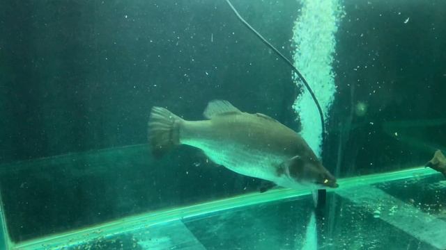 Pet barramundi feeding смотреть онлайн