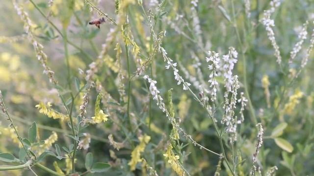 SWEET CLOVER (Melilotus officinalis) смотреть онлайн